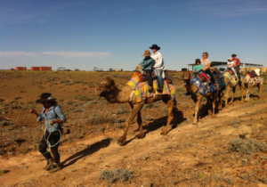 beltana-camels