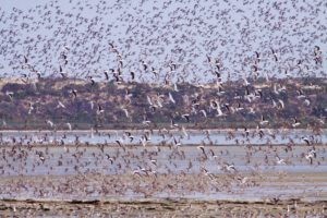 Coorong Birdlife