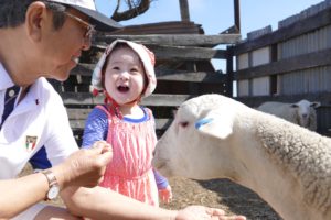 Feeding sheep