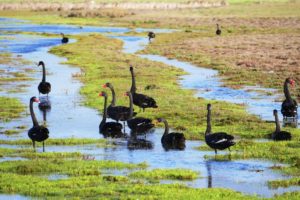 Black swan in wetland