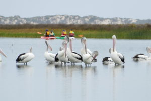 Kayak with pelicans